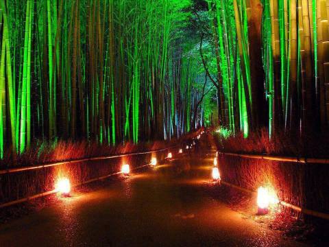 Night-View-Of-Bamboo-Forest-In-Japan
