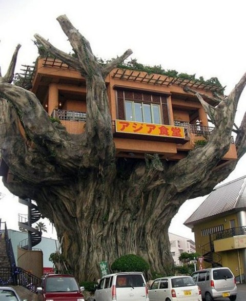 tree-house-restaurant